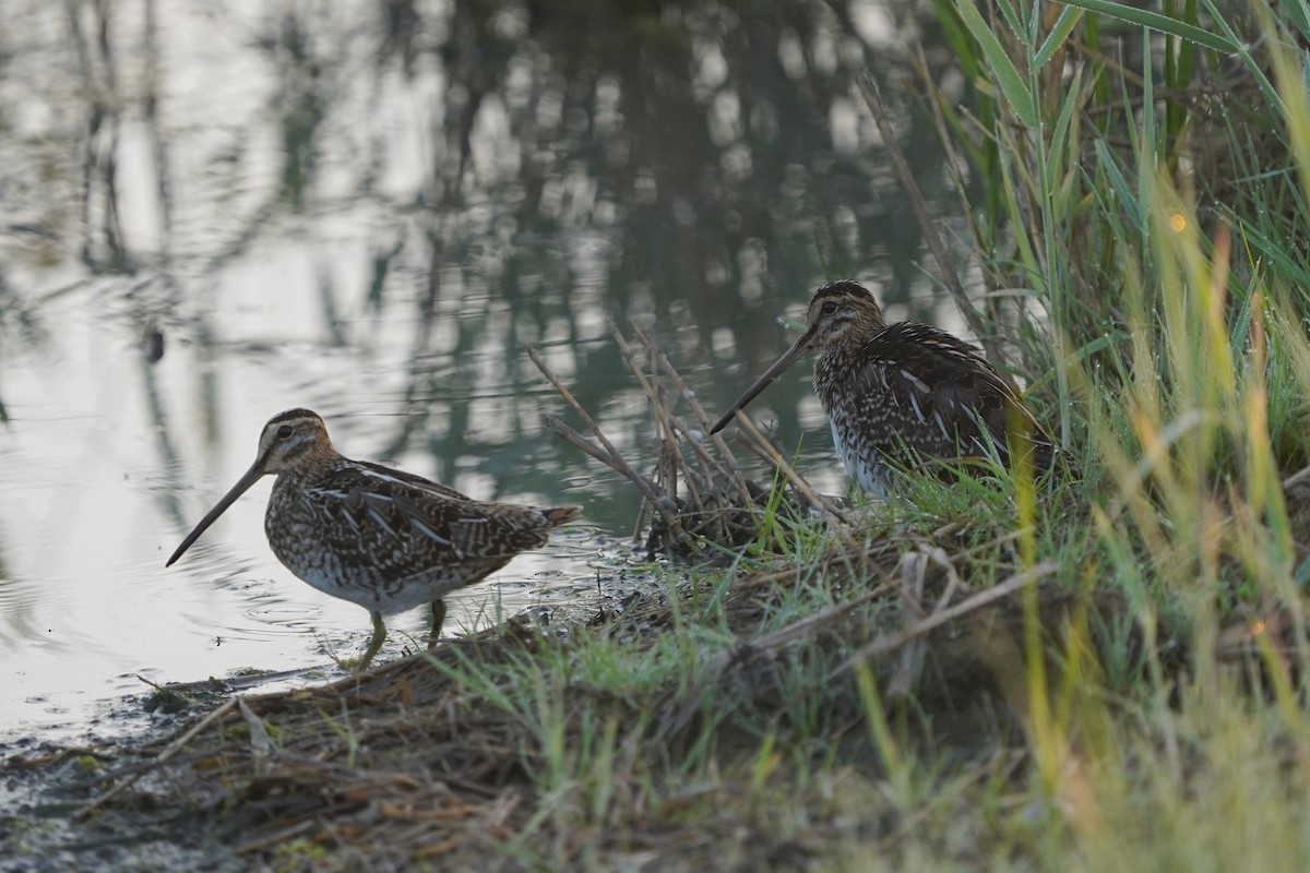 Common Snipe - ML610458817