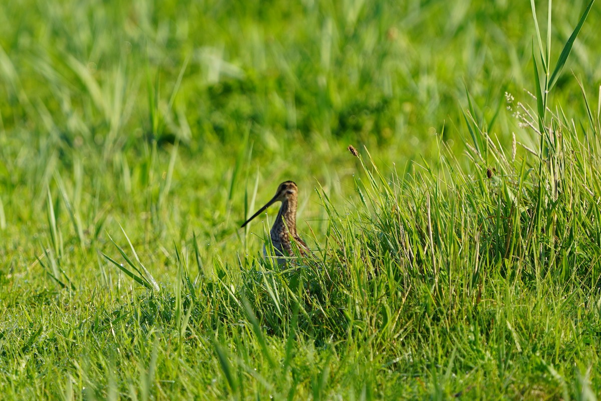 Common Snipe - ML610458818