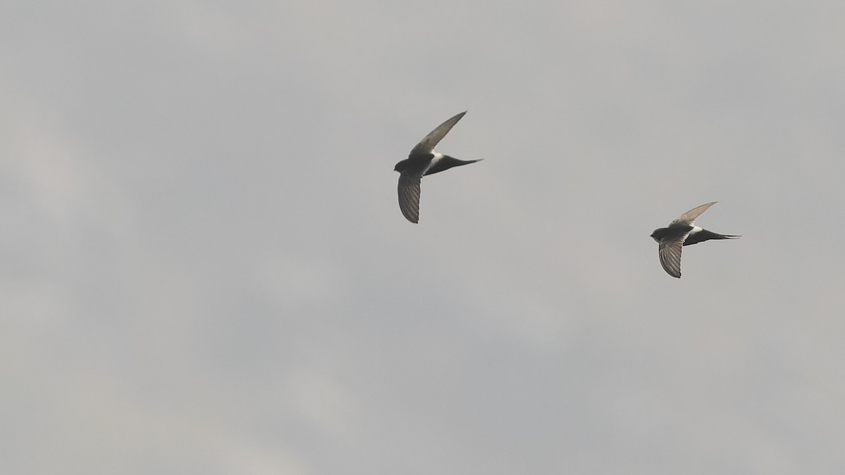 White-rumped Swift - Robert Tizard