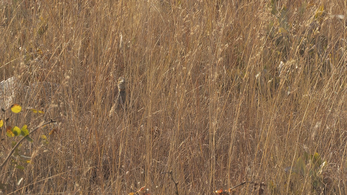 Finsch's Francolin - ML610458826