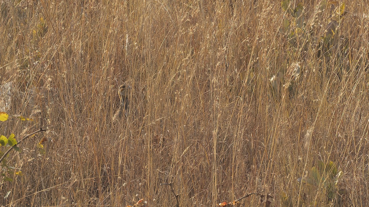 Finsch's Francolin - ML610458842