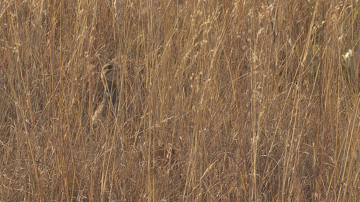 Francolin de Finsch - ML610458843