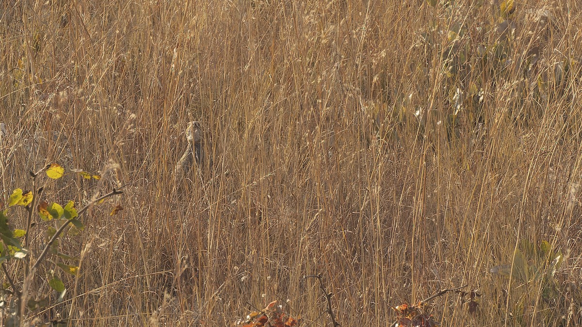 Finsch's Francolin - ML610458844