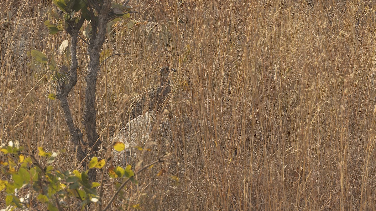 Francolin de Finsch - ML610458851