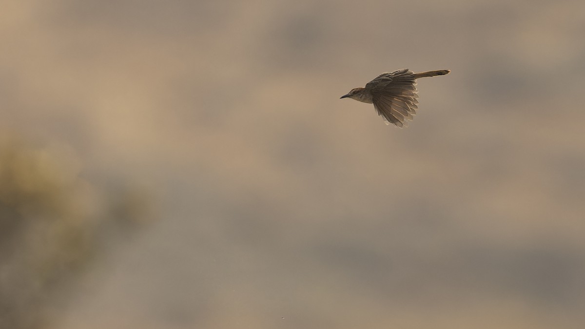 Tinkling Cisticola - Robert Tizard