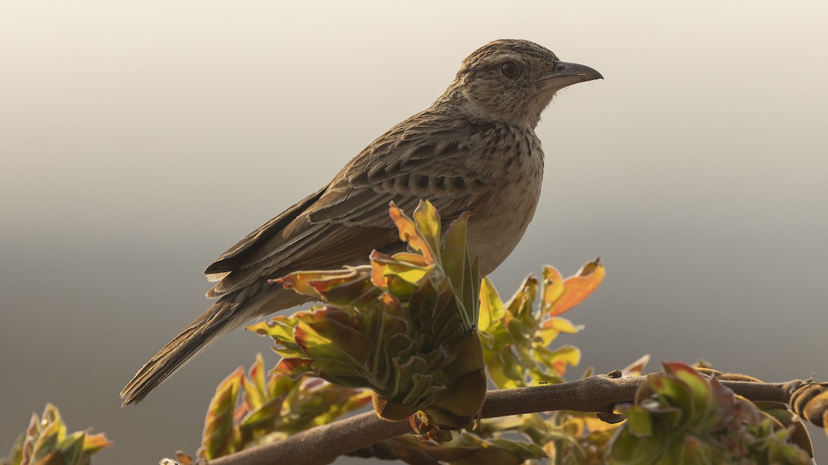 Rufous-naped Lark (Rufous-naped) - ML610458869