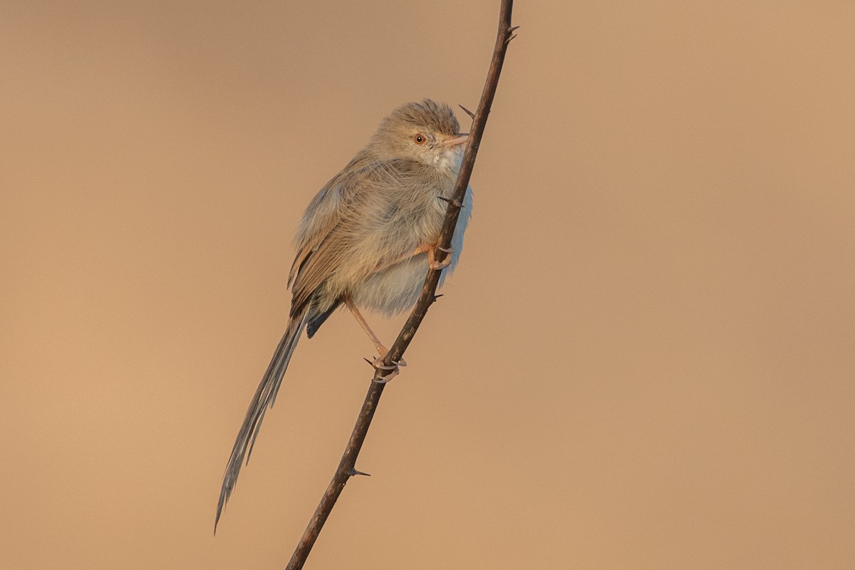 Delicate Prinia - ML610458899