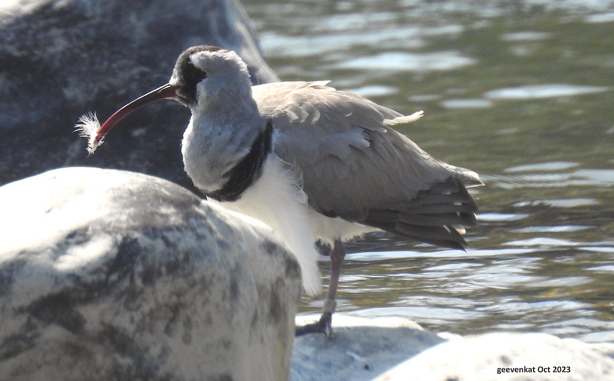 Bec-d'ibis tibétain - ML610459049