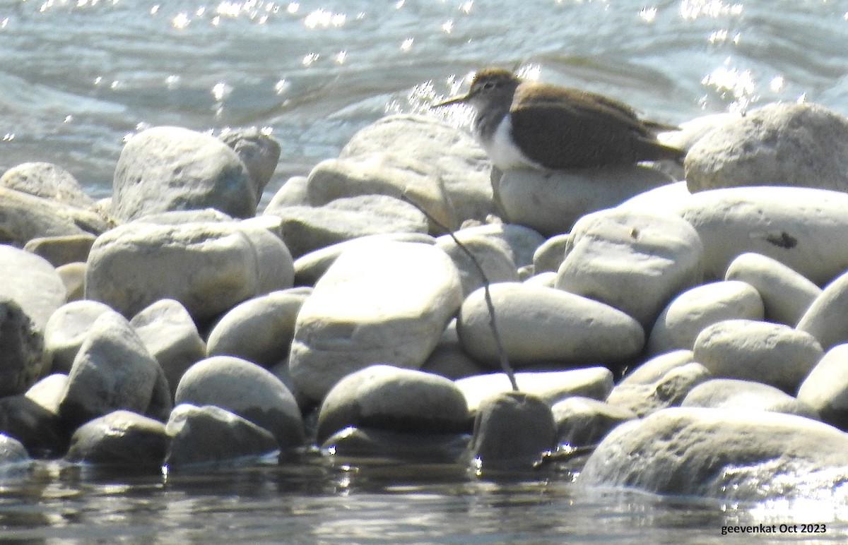 Common Sandpiper - ML610459058