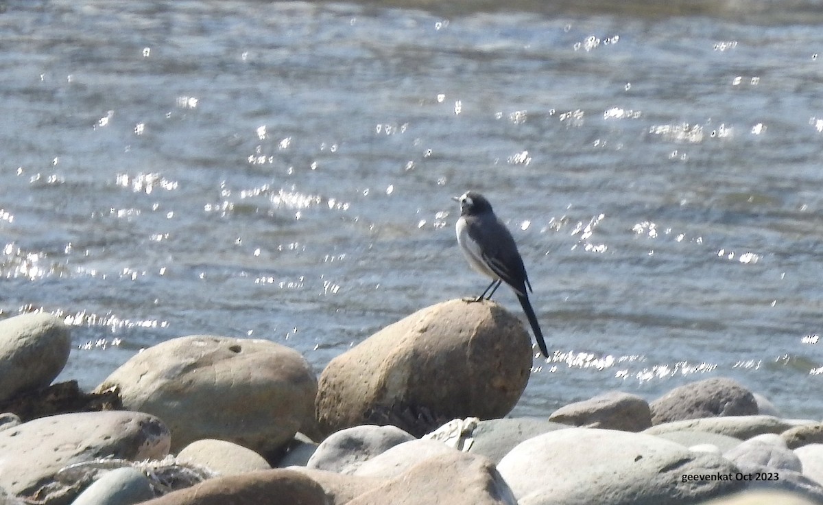 White Wagtail - ML610459059