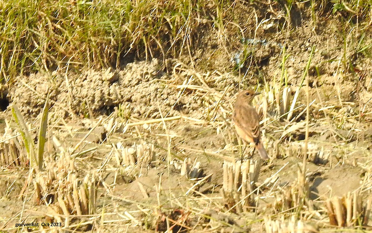 Siberian Stonechat - ML610459060