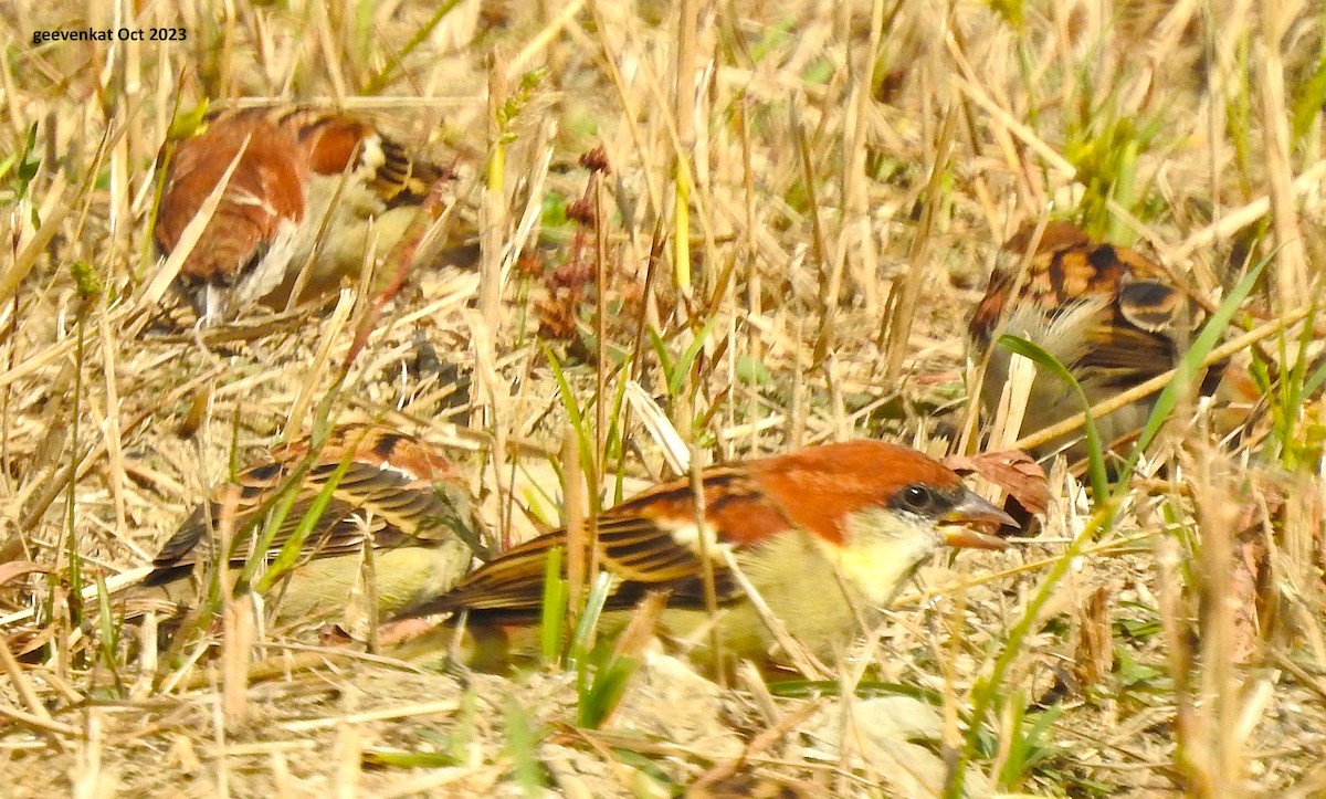 Russet Sparrow - ML610459063