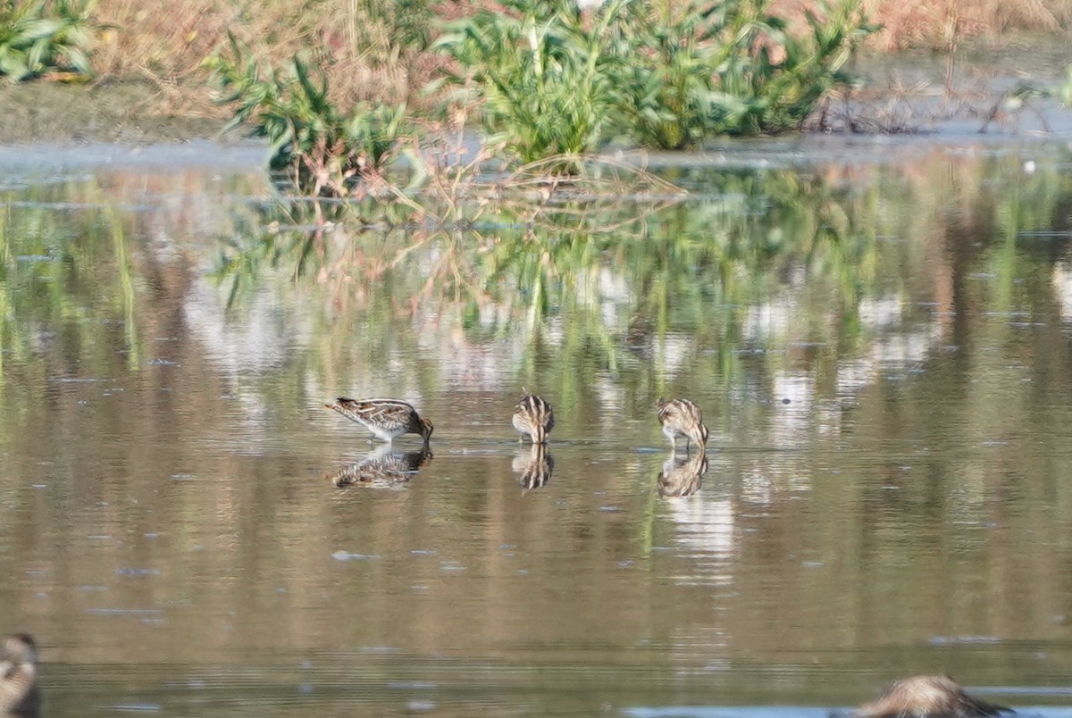 Common Snipe - ML610459068