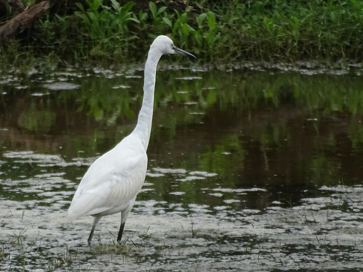 Little Egret - Sri Srikumar