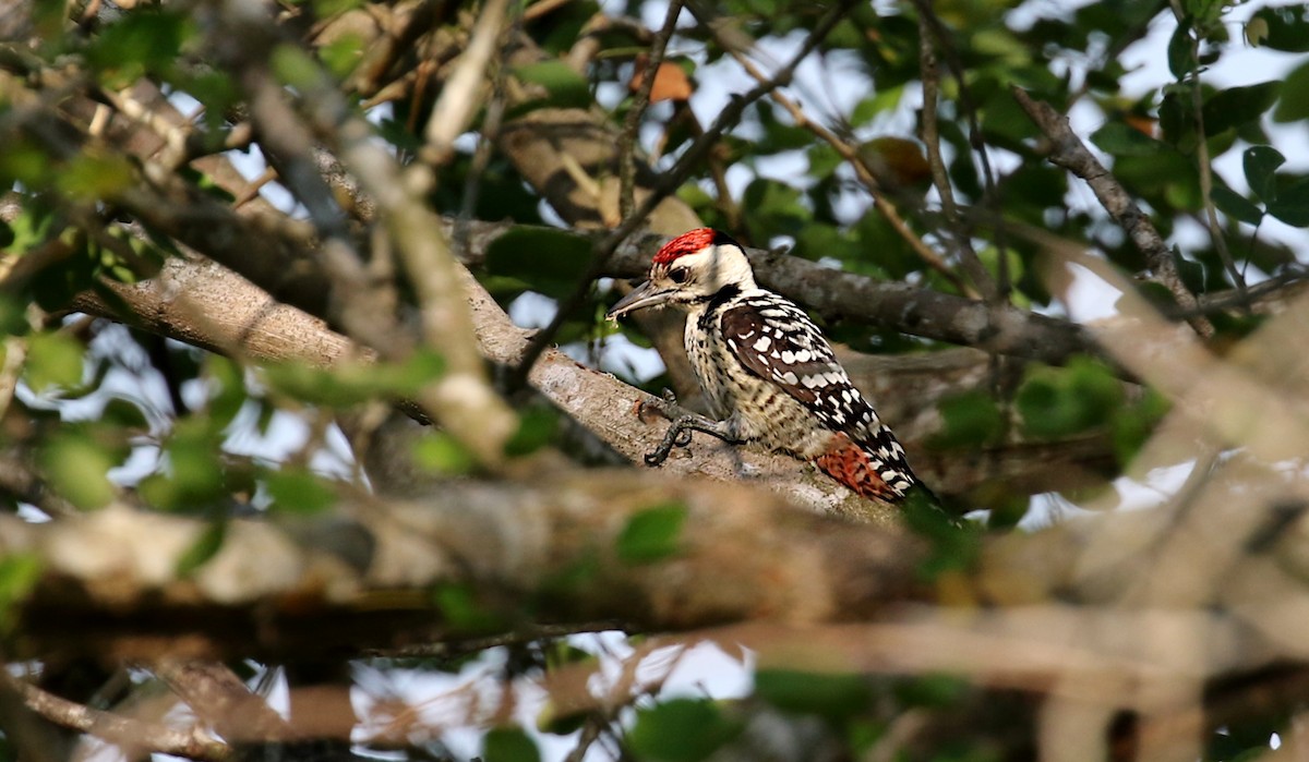 Freckle-breasted Woodpecker - ML610459110