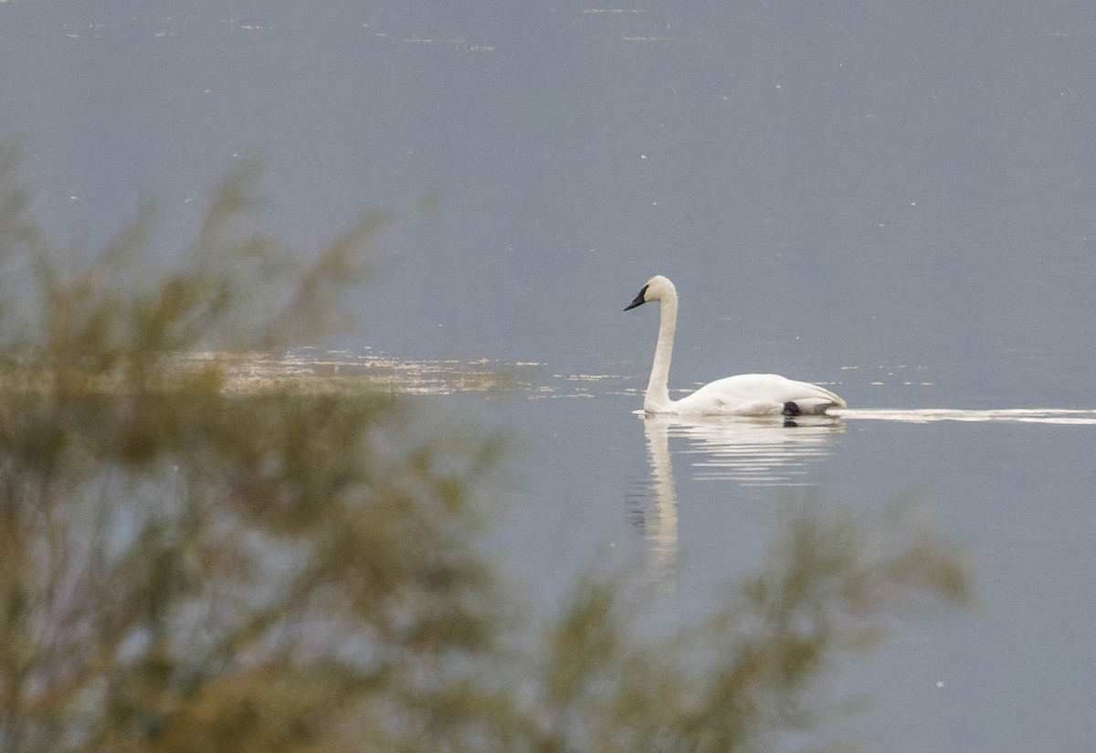 Trumpeter Swan - ML610459158