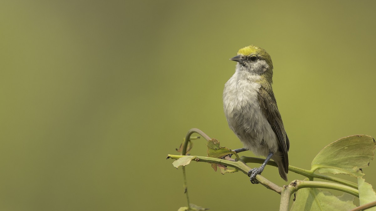 African Penduline-Tit - ML610459178