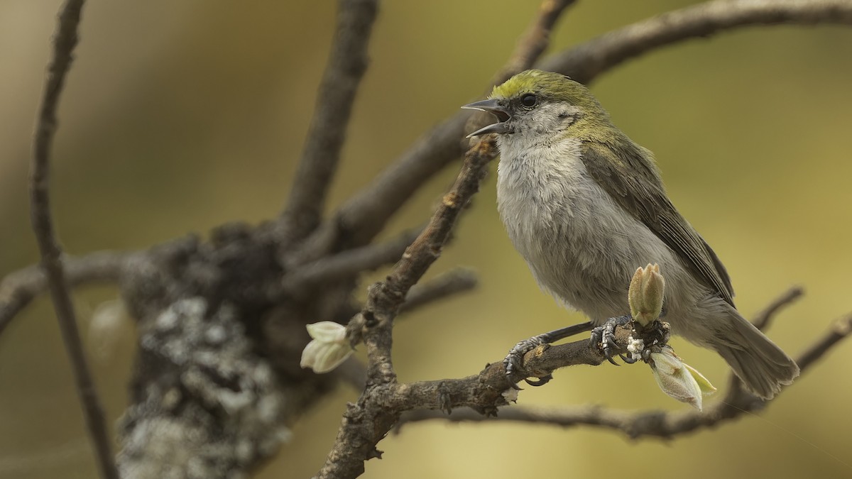 African Penduline-Tit - ML610459179