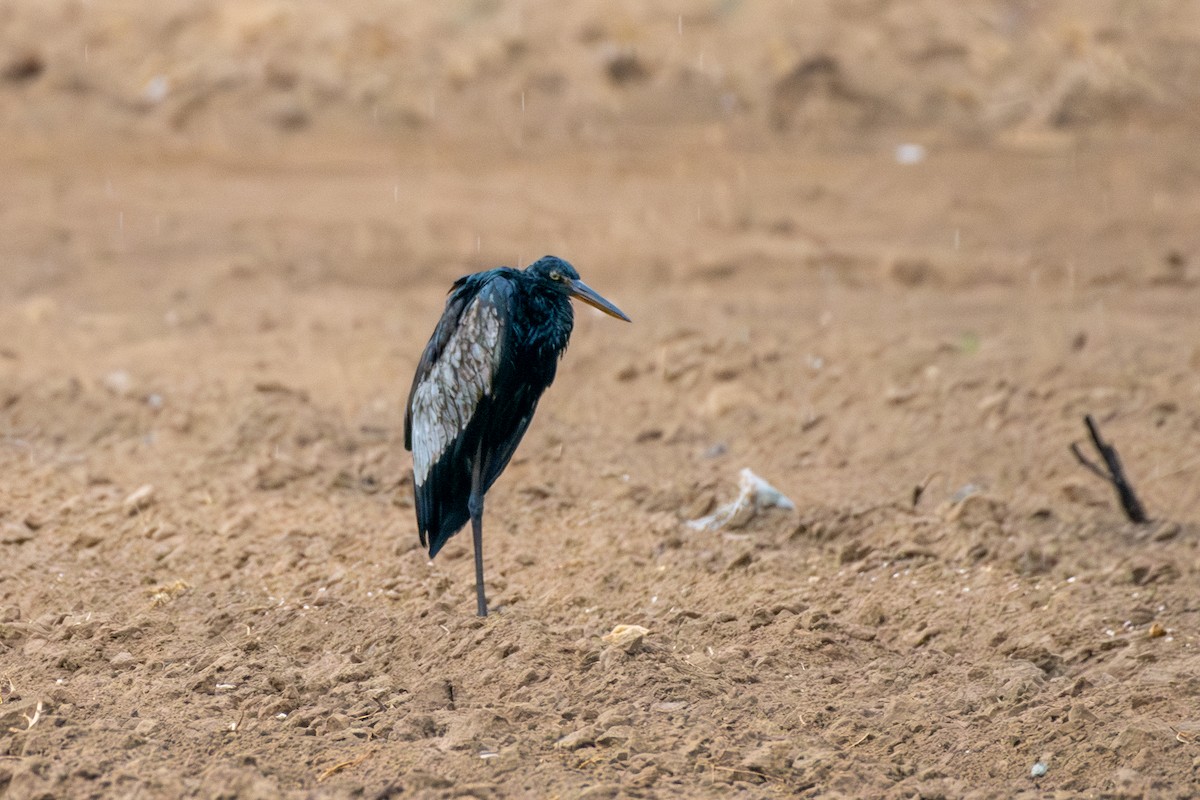 アオサギ - ML610459226