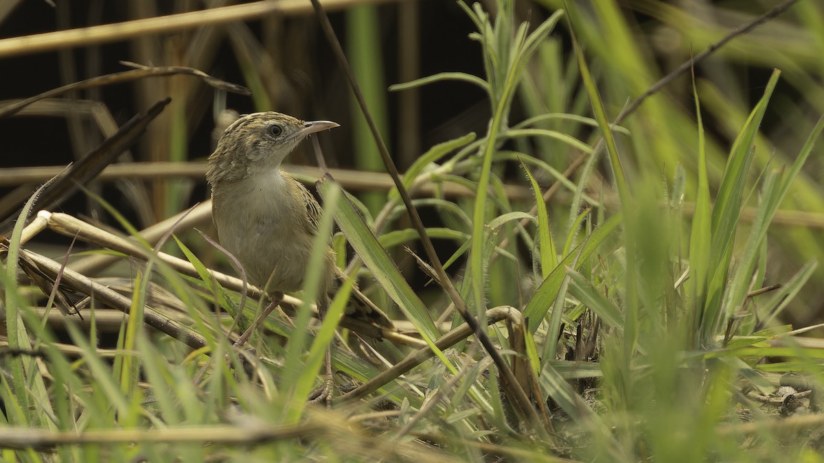 Zitting Cisticola (African) - ML610459250