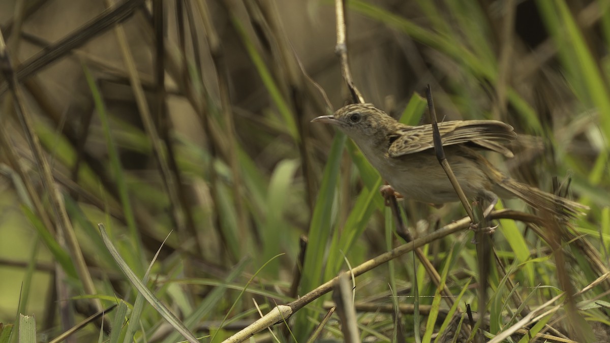 Zitting Cisticola (African) - ML610459251