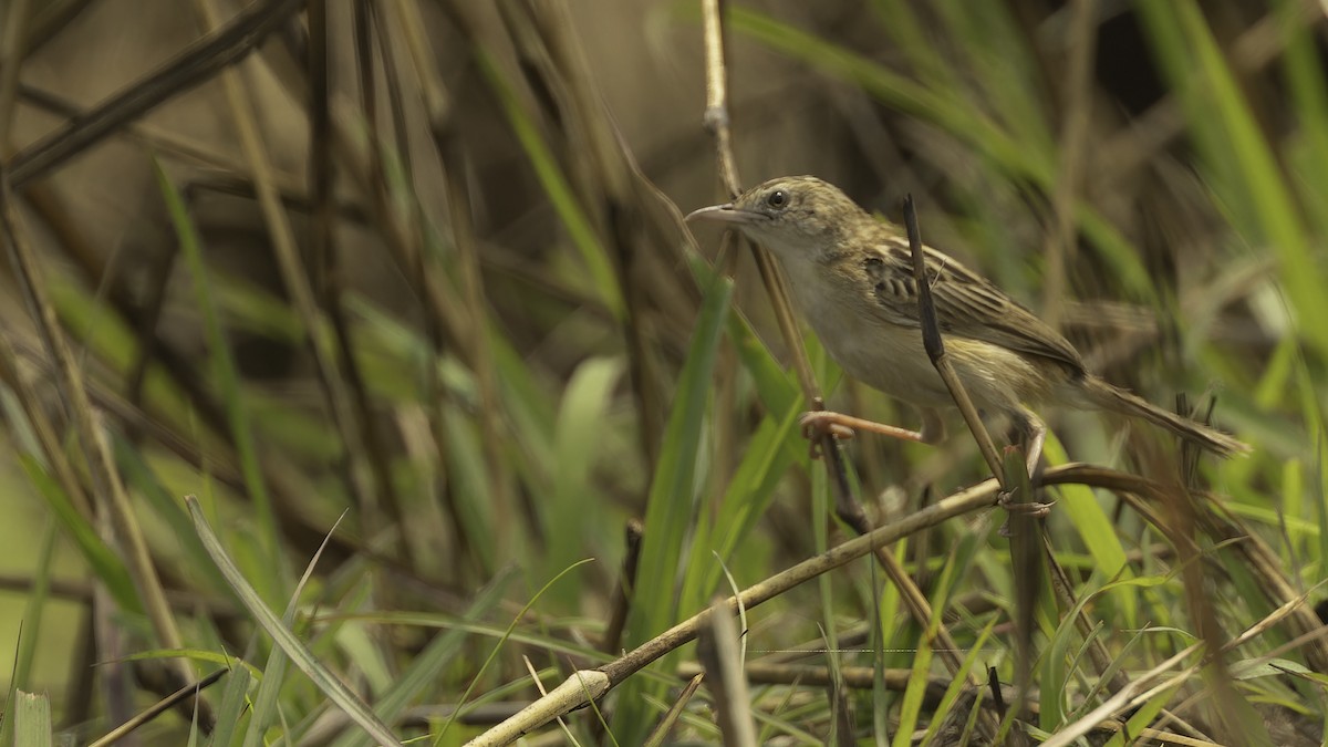 Zitting Cisticola (African) - ML610459256