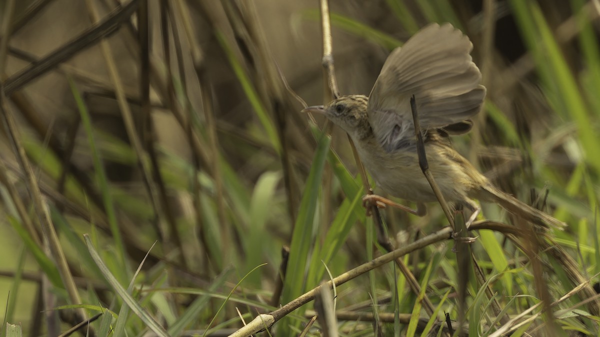 Zitting Cisticola (African) - ML610459258