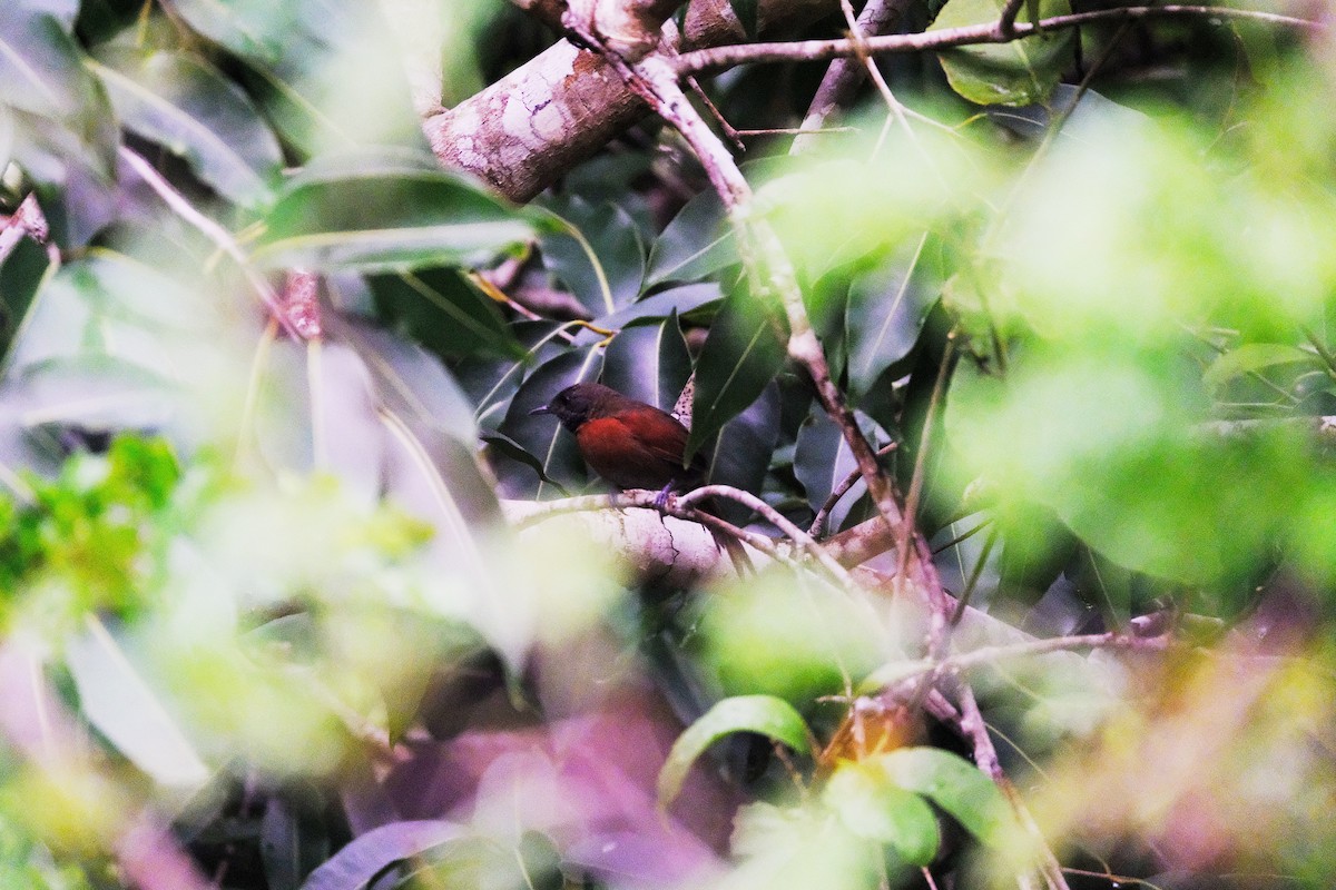 Rufous-breasted Spinetail - ML610459274