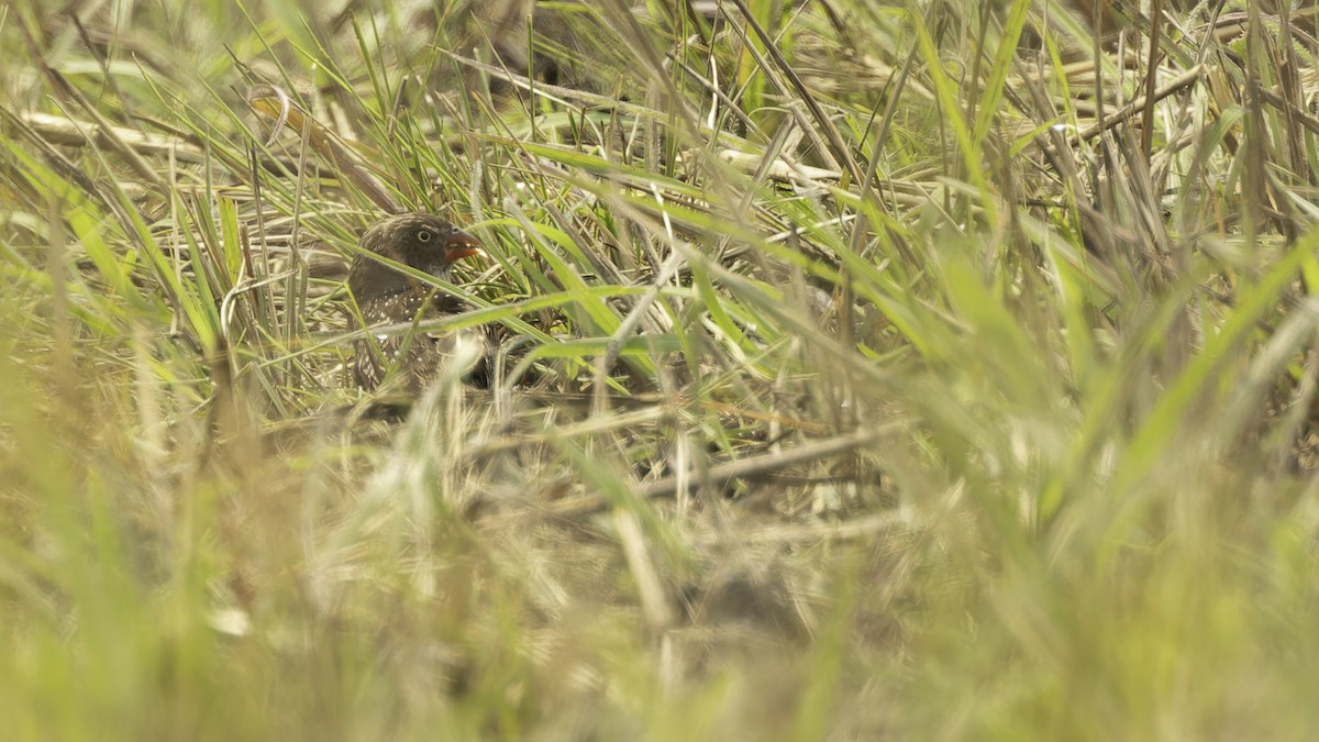 Estrilda Saltamontes - ML610459360