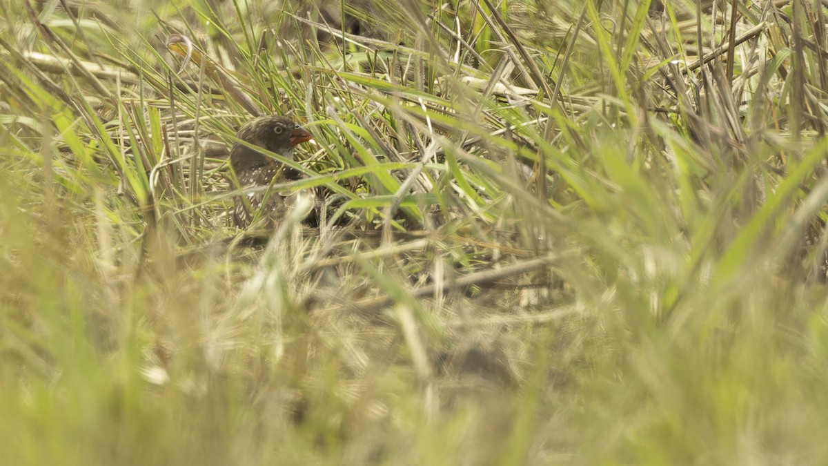 Estrilda Saltamontes - ML610459364