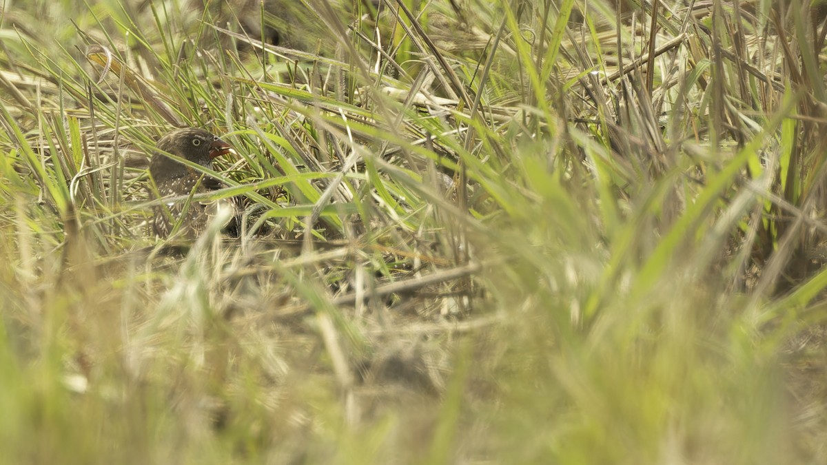 Estrilda Saltamontes - ML610459374