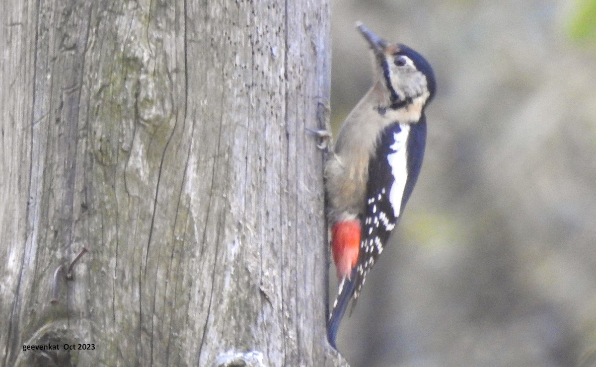 Himalayan Woodpecker - ML610459415