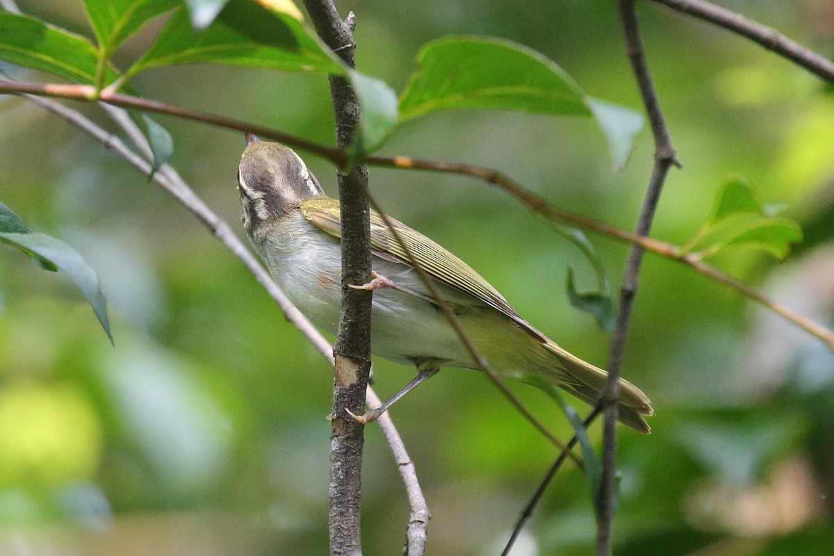 Eastern Crowned Warbler - Meng Mee Lim