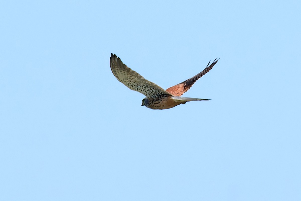 Eurasian Kestrel - ML610459529