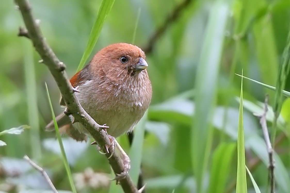 Vinous-throated Parrotbill - sheau torng lim