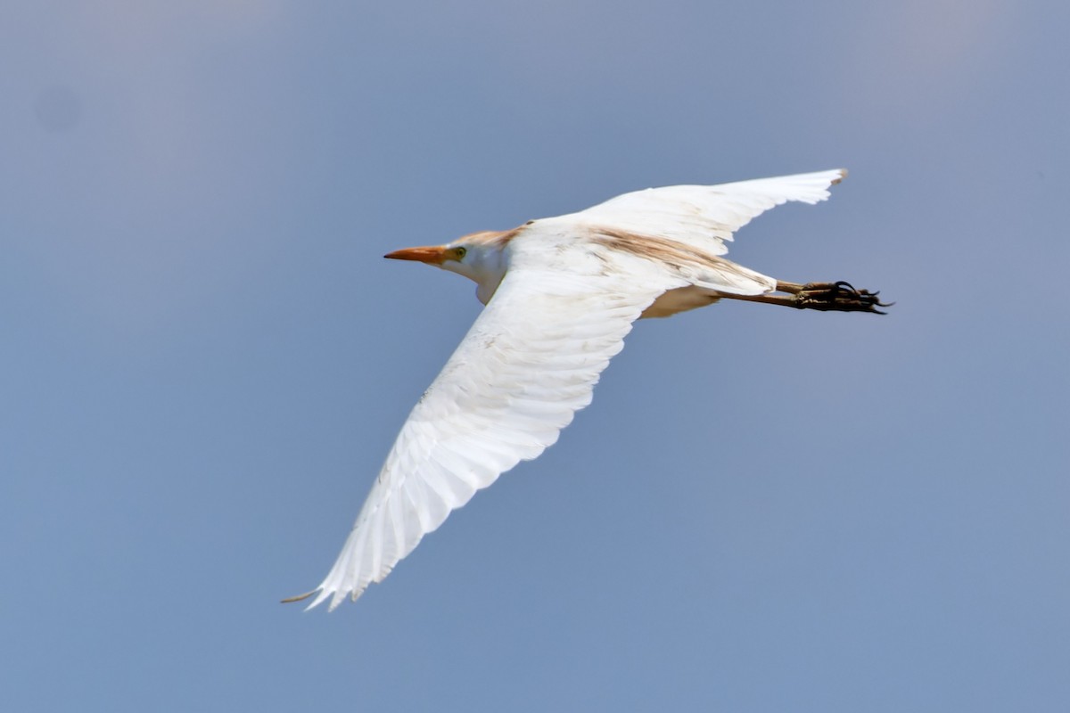 Western Cattle Egret - ML610459534