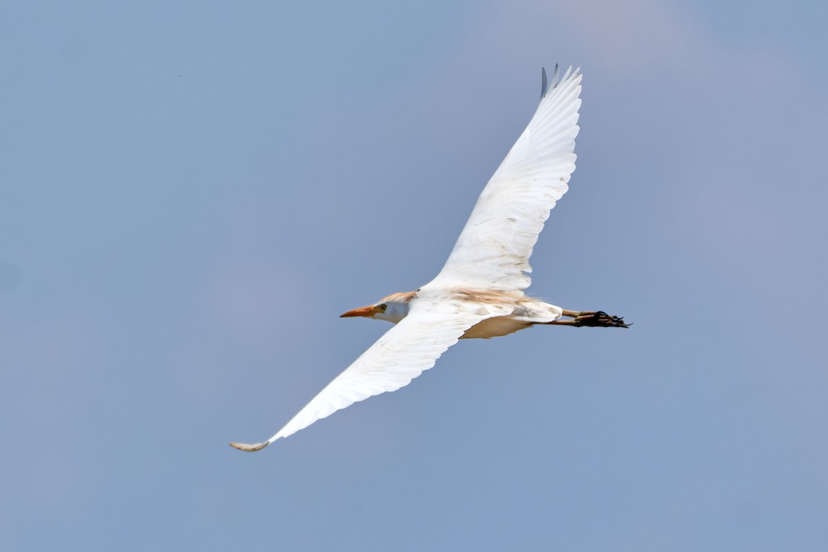 Western Cattle Egret - ML610459535