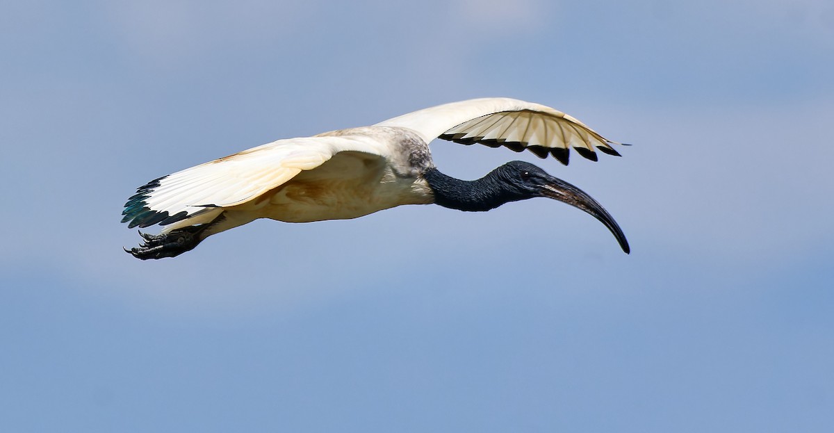 African Sacred Ibis - ML610459548