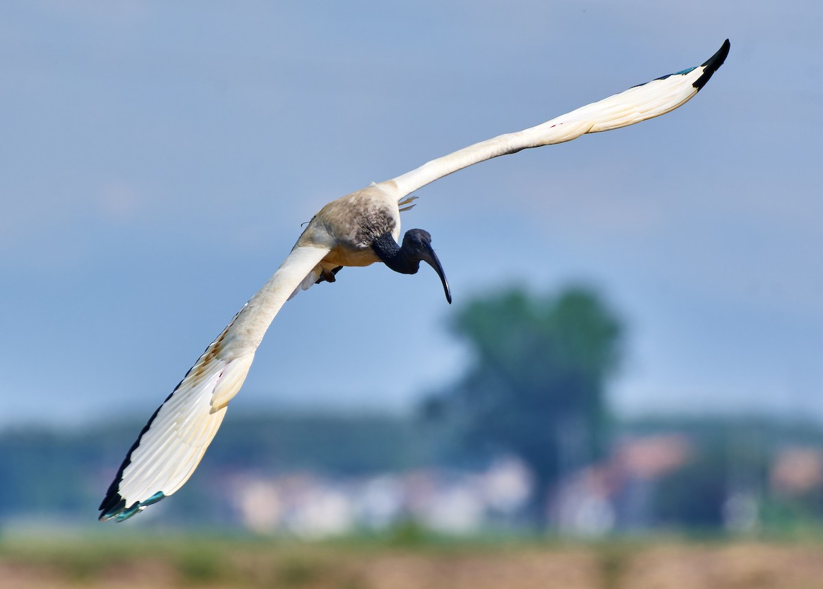 African Sacred Ibis - ML610459550