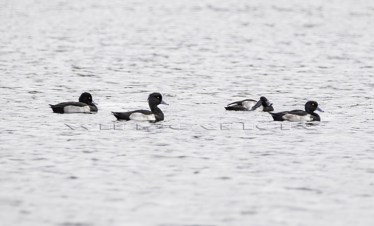 Tufted Duck - ML610459691