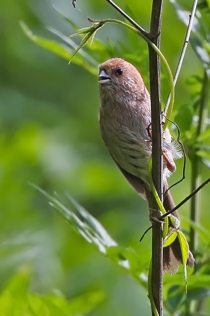 Vinous-throated Parrotbill - sheau torng lim