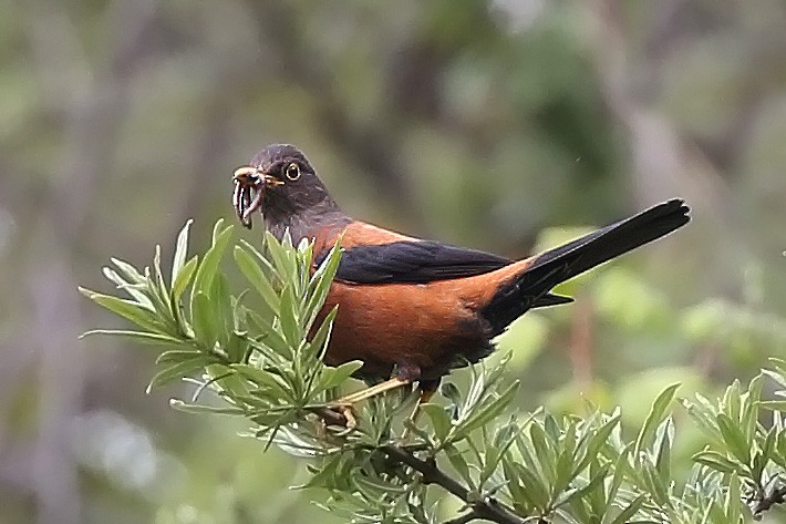 Chestnut Thrush - sheau torng lim