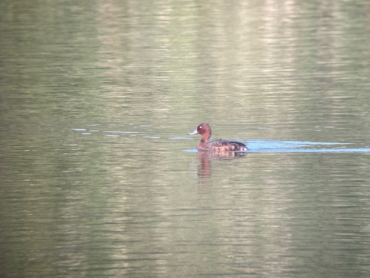 Ferruginous Duck - ML610459826