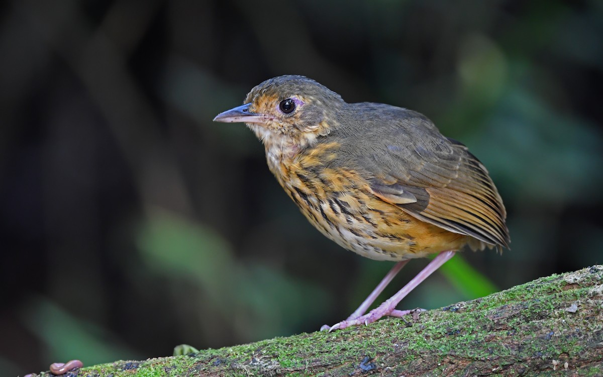 Amazonian Antpitta - ML610459894