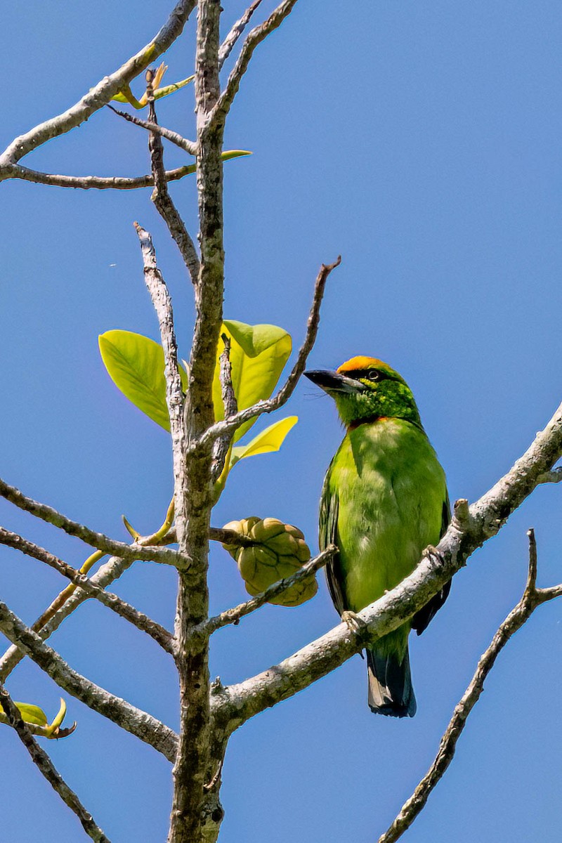 Flame-fronted Barbet - ML610459920