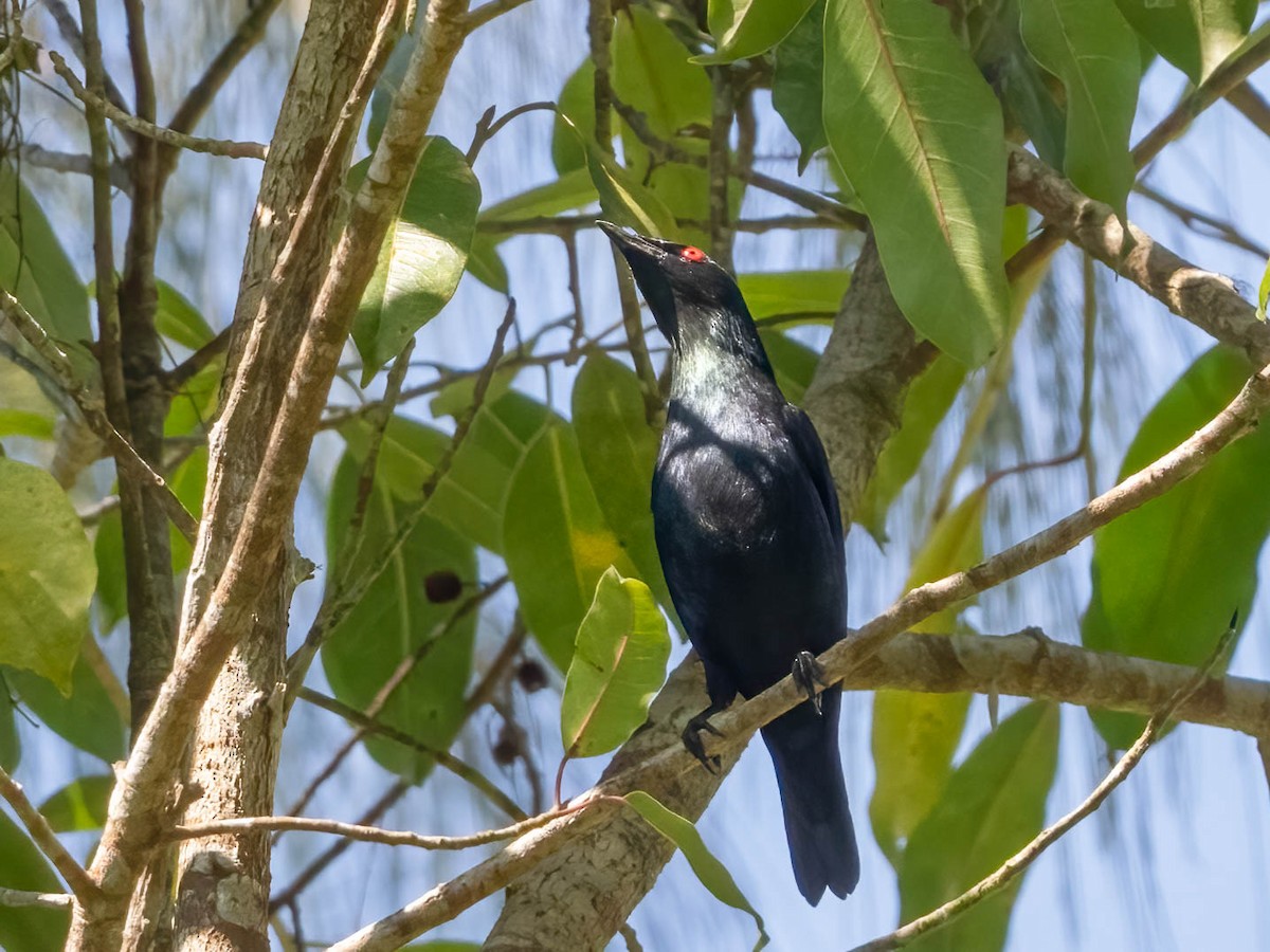 Short-tailed Starling - ML610459950