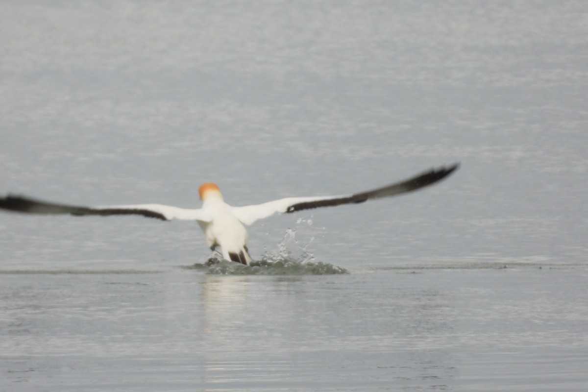 オーストラリアシロカツオドリ - ML610459978