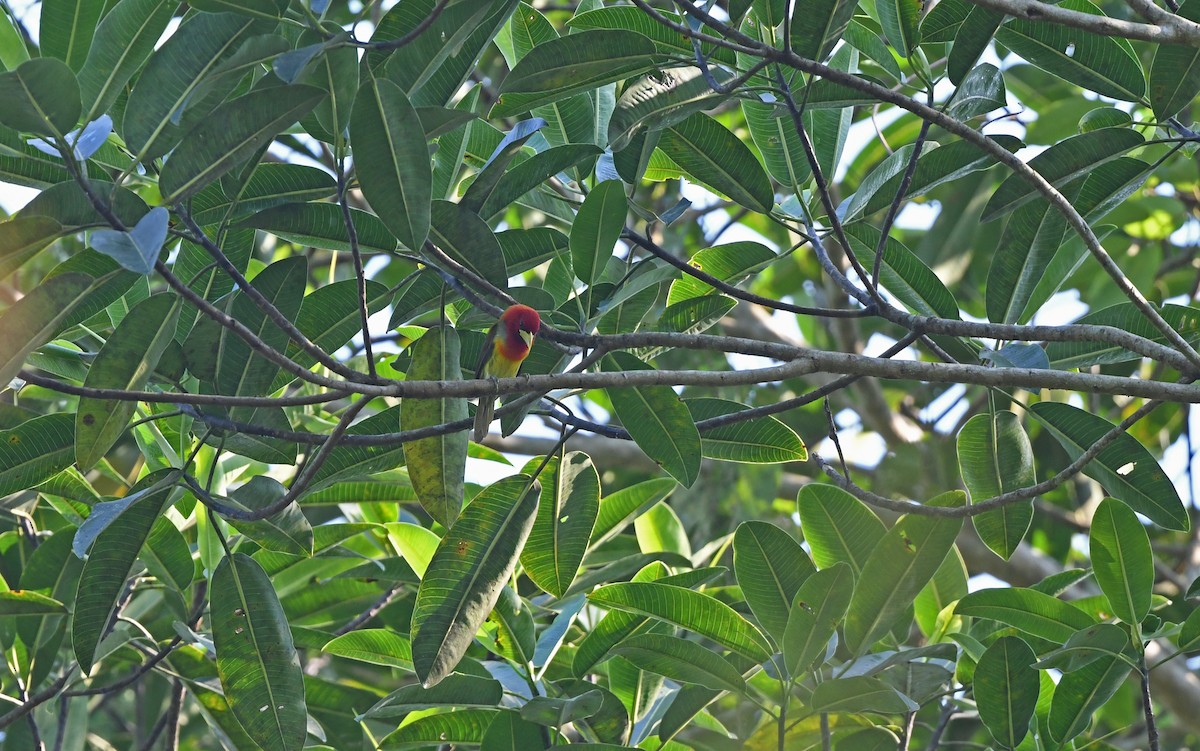 Scarlet-hooded Barbet - ML610459995