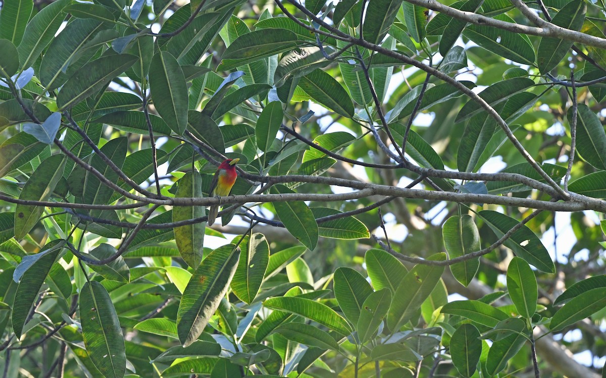 Scarlet-hooded Barbet - ML610460001