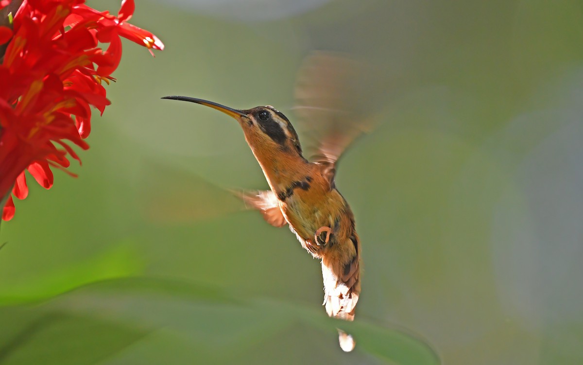 kolibřík Stuartův - ML610460015